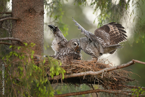 Great grey owl family - prey exchange - male brings his female vole rodent