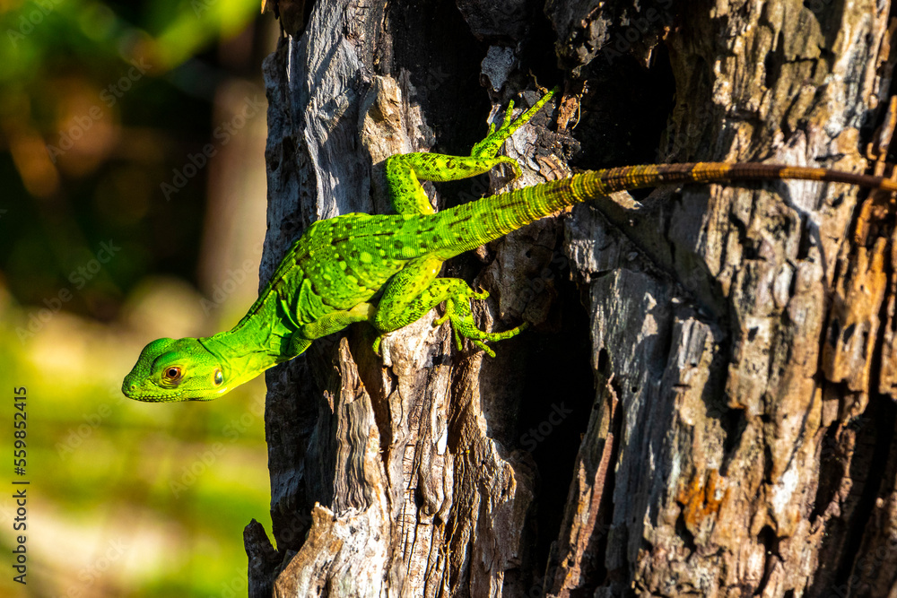 Obraz premium Caribbean green lizard hanging and climbing on tree trunk Mexico.