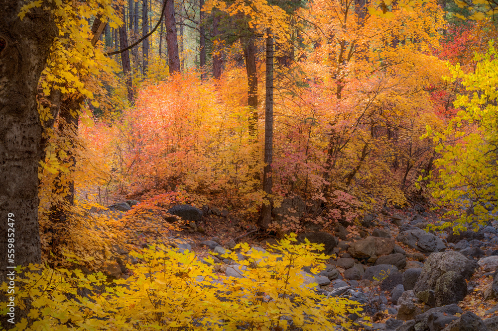 Colors of Fall embrace the Sedona Arizona landscape