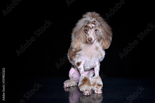 a poodle puppy with a thoughtful look sits on a dark background