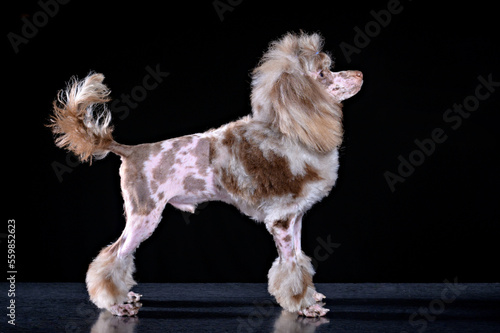 a young poodle puppy stands with its tail raised in an exhibition stand on a dark background and looks away