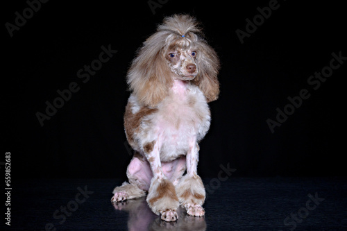 a poodle puppy with a hairstyle on his head is sitting on a dark background waiting