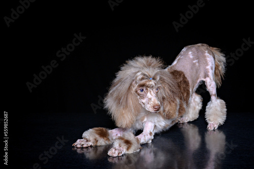 a poodle puppy with a hairstyle on his head is funny bent down to the floor on a dark background and looks mischievously