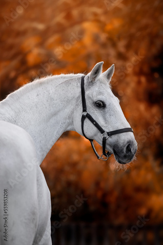 Beautiful gray horse on a black background