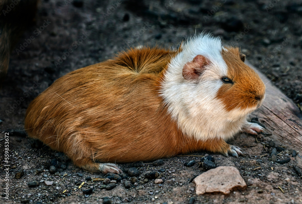 Red and white guinea pig. Latin name - Cavia porcellus
Red and white guinea pig. Latin name - Cavia porcellus