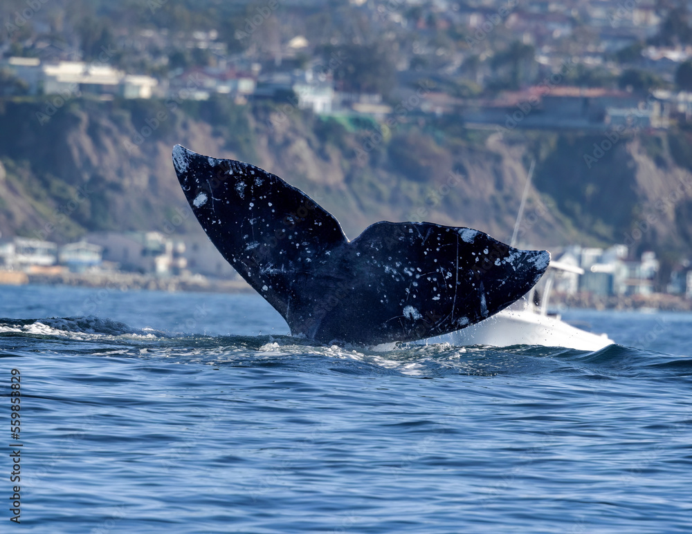 Fototapeta premium Gray Whale