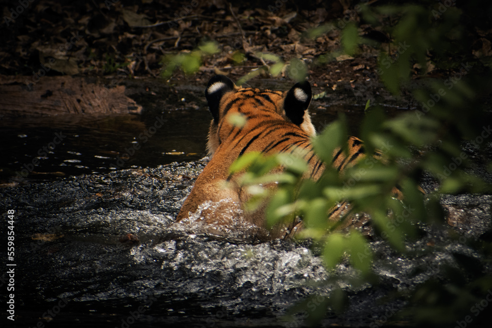 Majestic tiger swimming in water.
