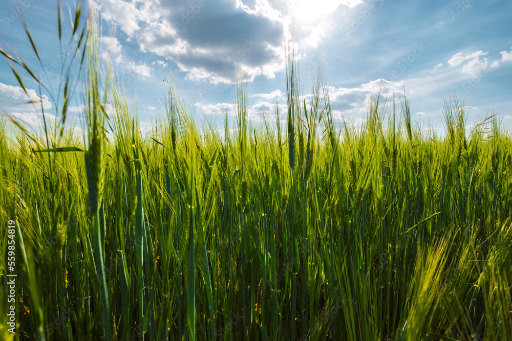 Fototapeta premium Wheat field, developing wheat, beautiful golden wheat field, cultivated agricultural land