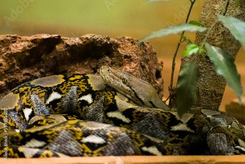 Reticulated python closeup shot, non venomous snake. photo