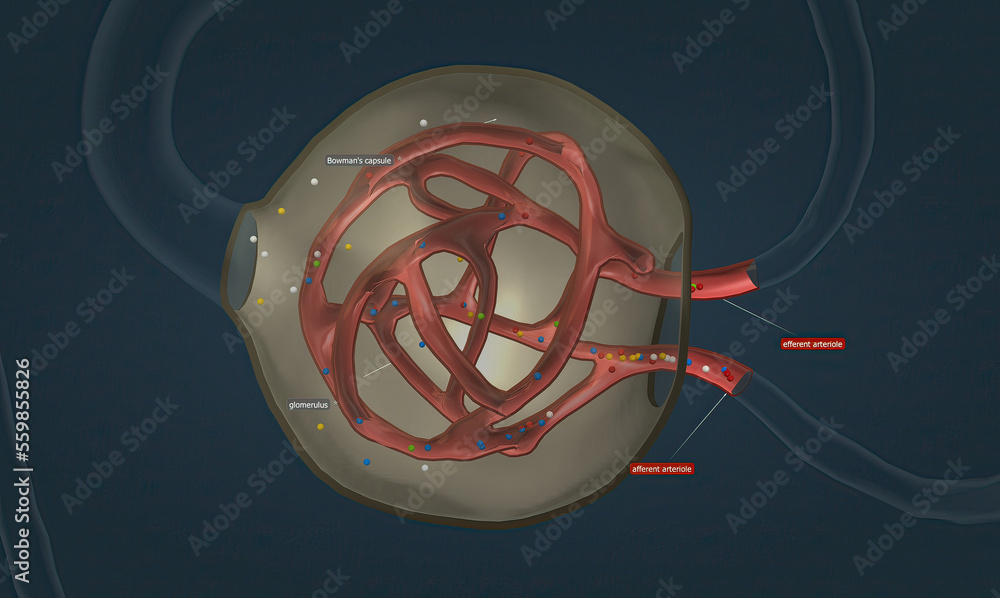 The renal corpuscle is the filtration unit of vertebrate nephrons, the