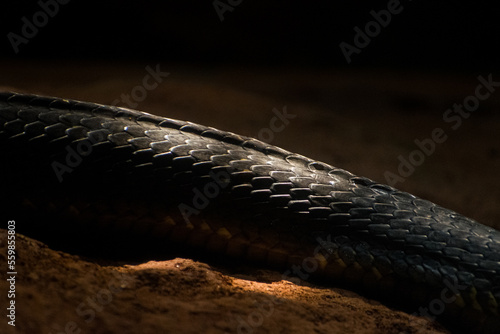 Macro shot of King cobra textured skin, scaly skin of snake. photo