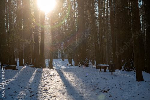 Walking path in the park on a sunny winter day, Durbe, Latvia photo