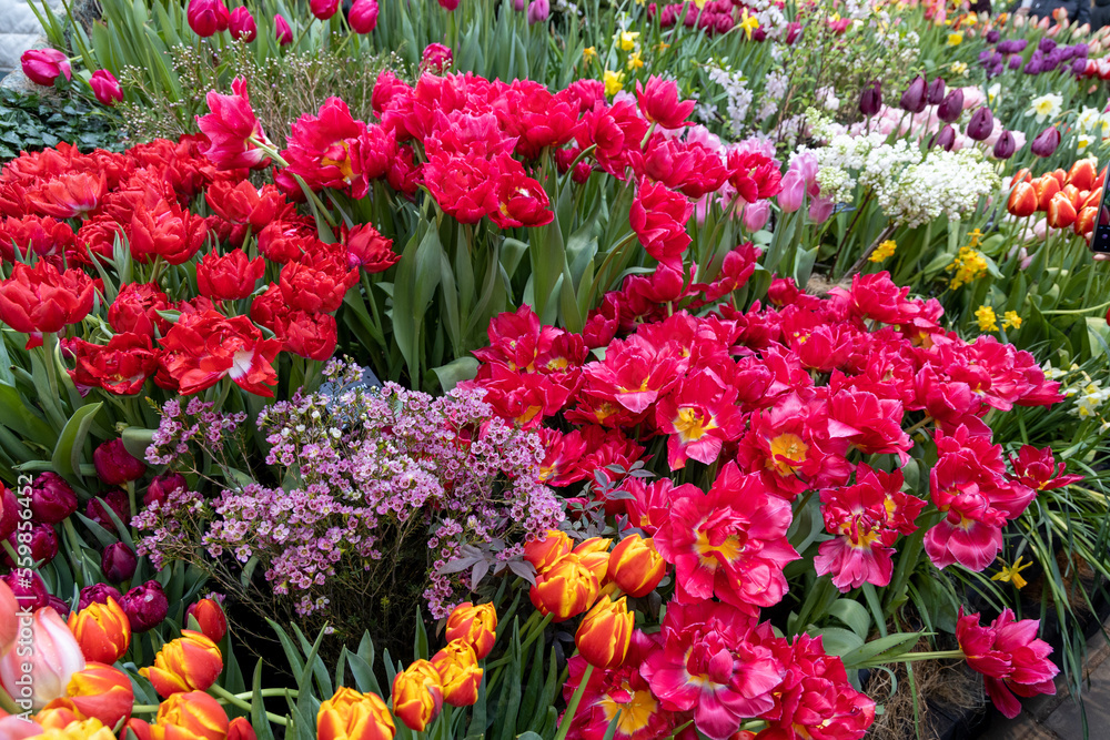 Spring flowers on exhibition in the Botanic Gardens of Moscow State University