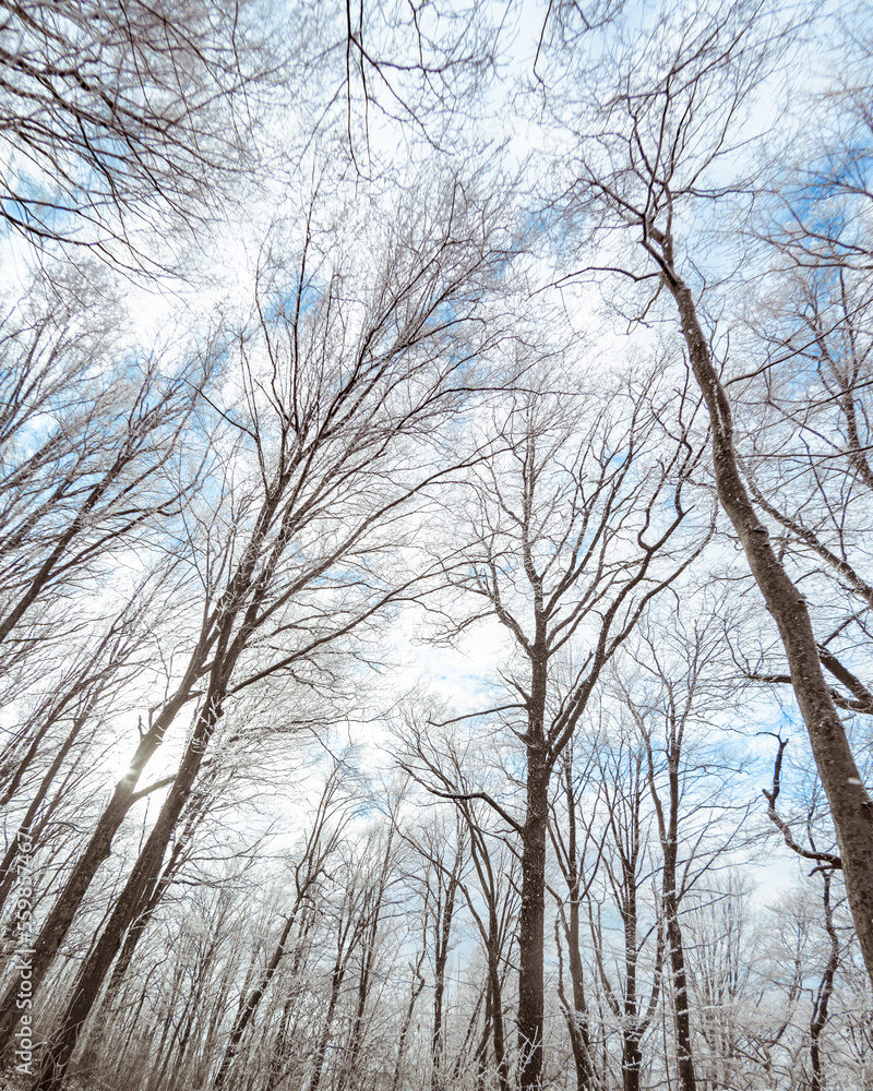 upward view of the blue clear winter sky with clouds and the sun through the bare thin crowns of trees upward view of the blue clear winter sky with clouds and the sun through the bare thin crowns of trees