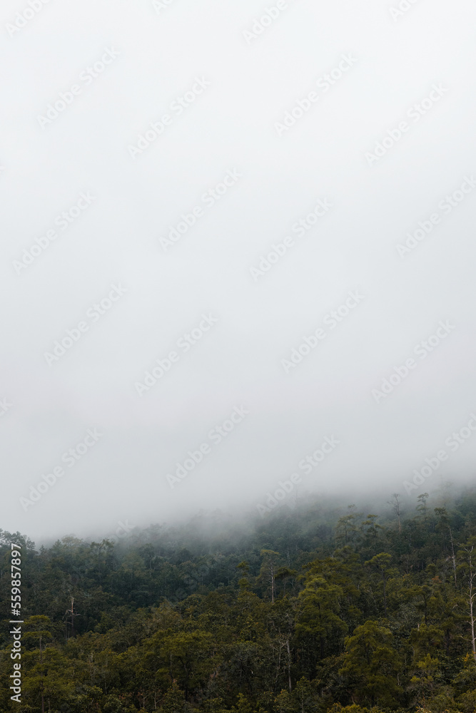 Jungle covered by clouds on the mountains in Asia