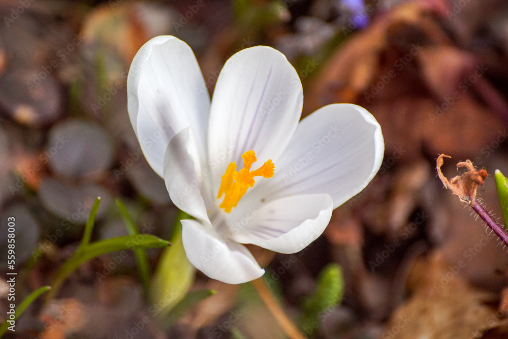 spring crocus flowers spring crocus flowers