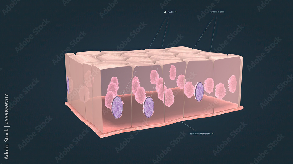 In humans, simple columnar epithelium lines most organs of the