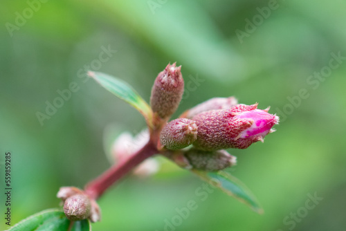 Blue tongue | Native lassiandra | Melastoma affine | Melastomataceae Bud