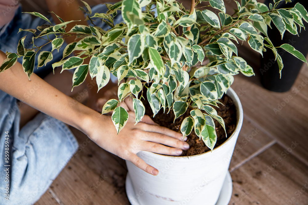 A young girl transplants a ficus into a large flower pot. Gardening, spring planting, houseplant care. concept of love for nature. Ecology and environment. A young girl transplants a ficus into a large flower pot. Gardening, spring planting, houseplant care. concept of love for nature. Ecology and environment.
