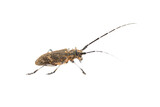 Longhorn beetle or longicorn Cerambycidae in PNG isolated on transparent background