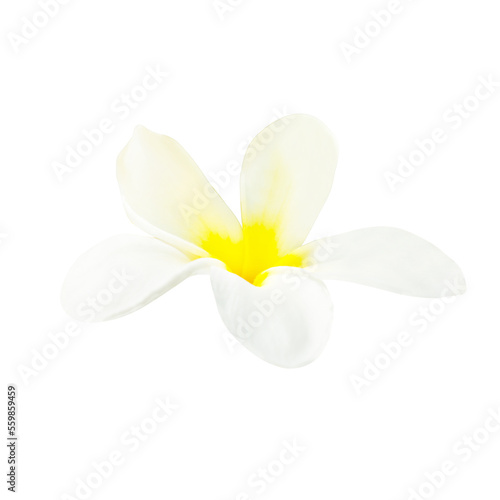 White flower from plumeria tree in PNG isolated on transparent background