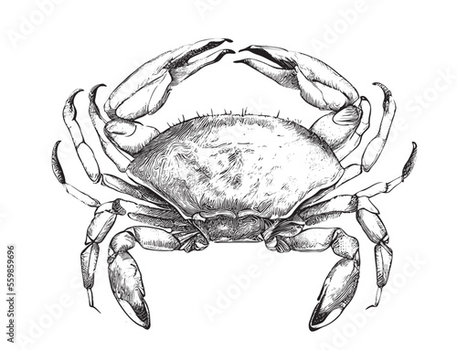 Cute crab hand drawn engraving style sketch Vector illustration.