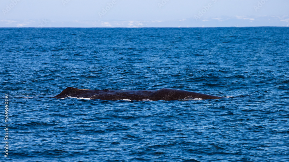 Beautiful, impressive large sperm whale emerging from the surface and spouting spotted up close in the Icelandic Fjords near Ólafsvík on the Snæfellsnes Peninsula, Iceland