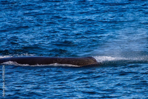 Beautiful  impressive large sperm whale emerging from the surface and spouting spotted up close in the Icelandic Fjords near   lafsv  k on the Sn  fellsnes Peninsula  Iceland