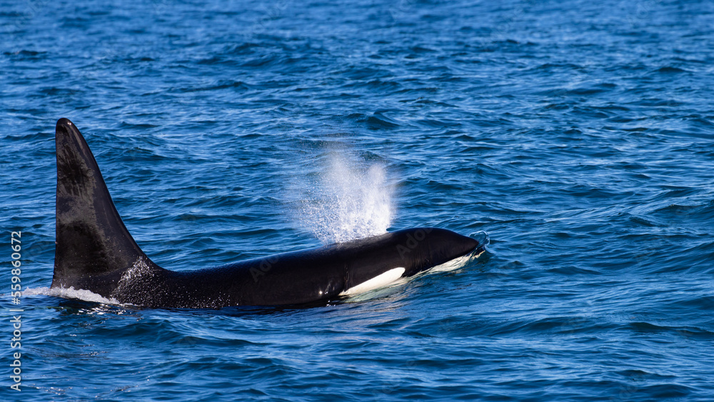 Beautiful, impressive large killer whale male emerging from the surface spotted up close in the Icelandic Fjords near Ólafsvík on the Snæfellsnes Peninsula, Iceland