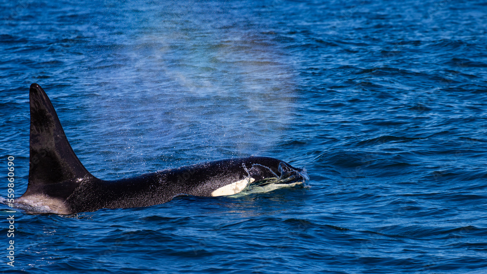 Obraz premium Beautiful, impressive large killer whale male emerging from the surface spotted up close in the Icelandic Fjords near Ólafsvík on the Snæfellsnes Peninsula, Iceland