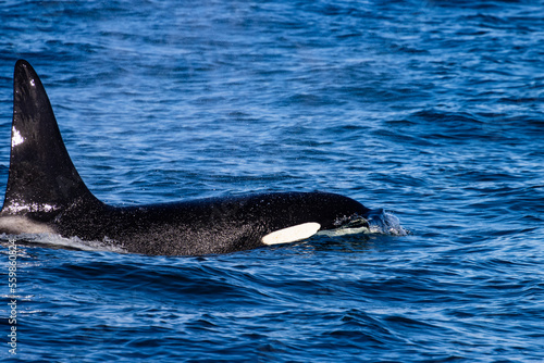 Beautiful, impressive large killer whale male emerging from the surface spotted up close in the Icelandic Fjords near Ólafsvík on the Snæfellsnes Peninsula, Iceland