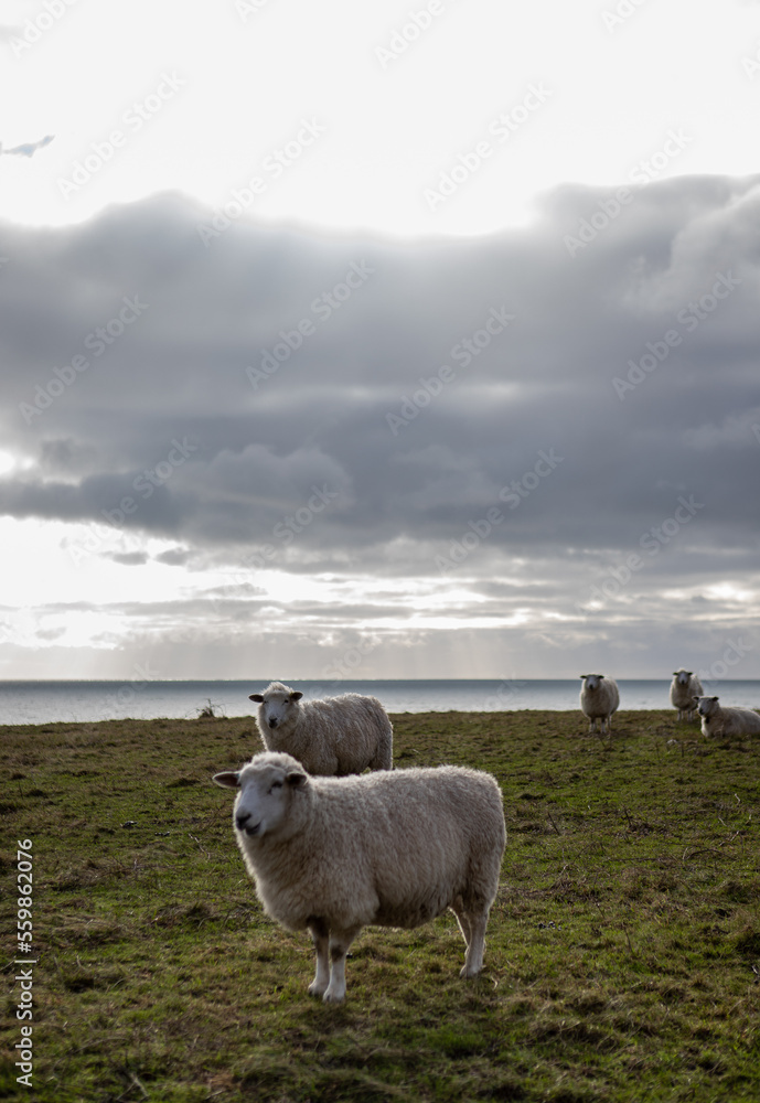 sheep on the hill