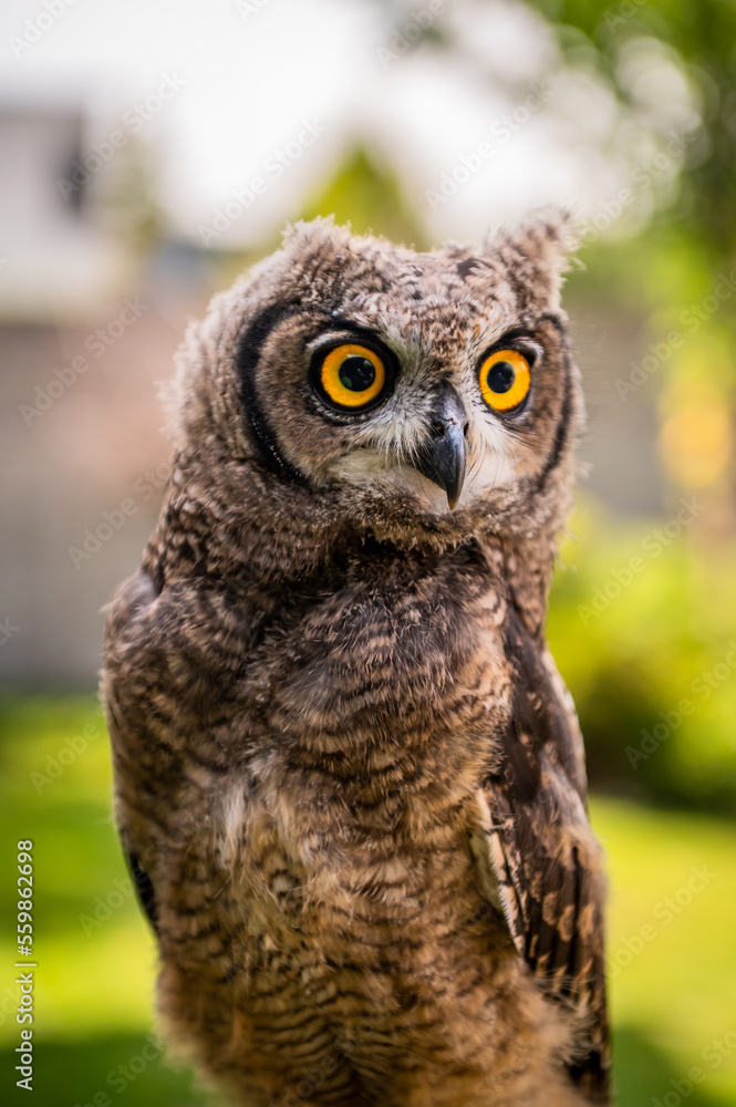 portrait of the African owl, Spotted Eagle-Owl - Bubo africanus also called African spotted eagle-owl, and African eagle-owl, is a medium-sized species of owl, portrait of the African owl, Spotted Eagle-Owl - Bubo africanus also called African spotted eagle-owl, and African eagle-owl, is a medium-sized species of owl,