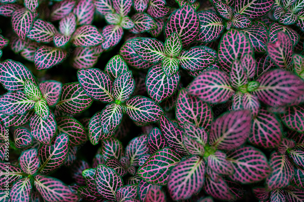 Fototapeta premium the detail of tropic plant - botanic texture