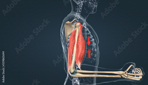 Fotografie, Obraz Muscle of the armflexion and extension