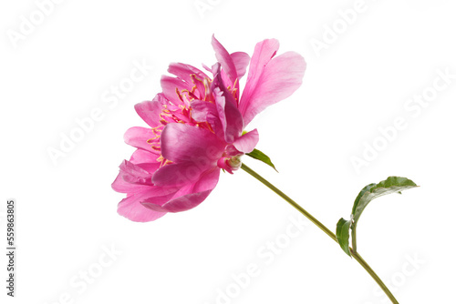 Beautiful pink  peony flower  isolated on white background.