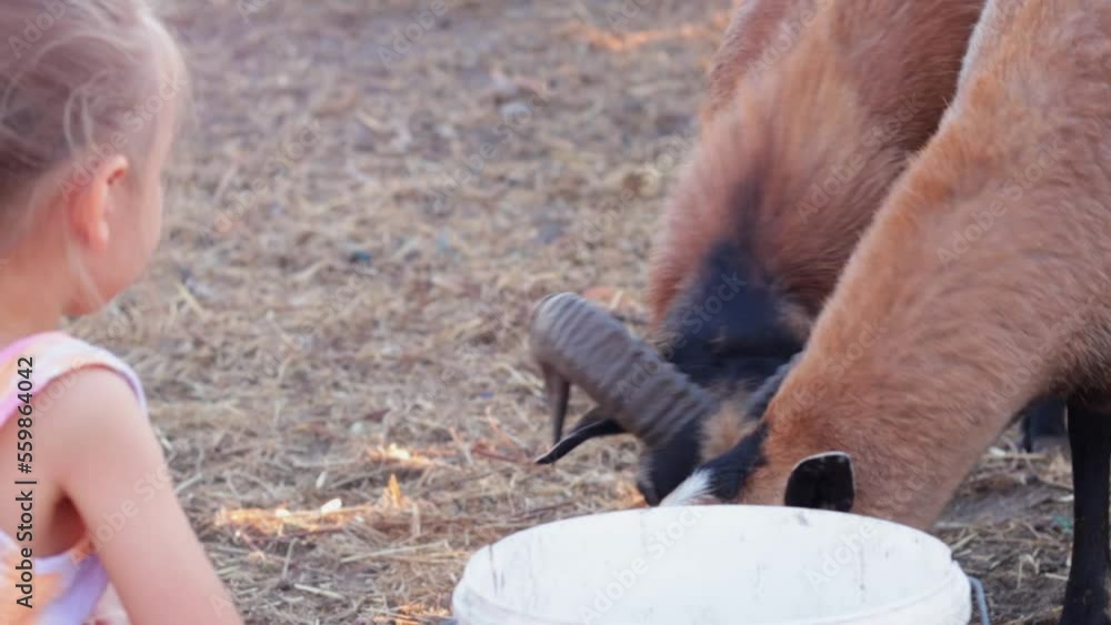 Sheep Cameroon eat grain, sheep sheared and not sheared in time, at