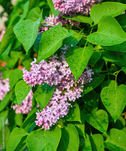 Beautiful lilac flowers with selective focus. Purple lilac flower with blurred green leaves. Spring blossom. Blooming lilac bush with tender tiny flower.