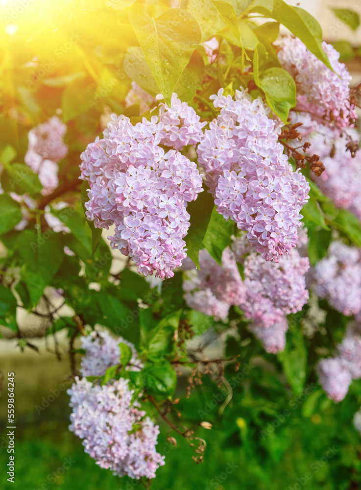 Beautiful lilac flowers with selective focus. Purple lilac flower with blurred green leaves. Spring blossom. Blooming lilac bush with tender tiny flower. Beautiful lilac flowers with selective focus. Purple lilac flower with blurred green leaves. Spring blossom. Blooming lilac bush with tender tiny flower.