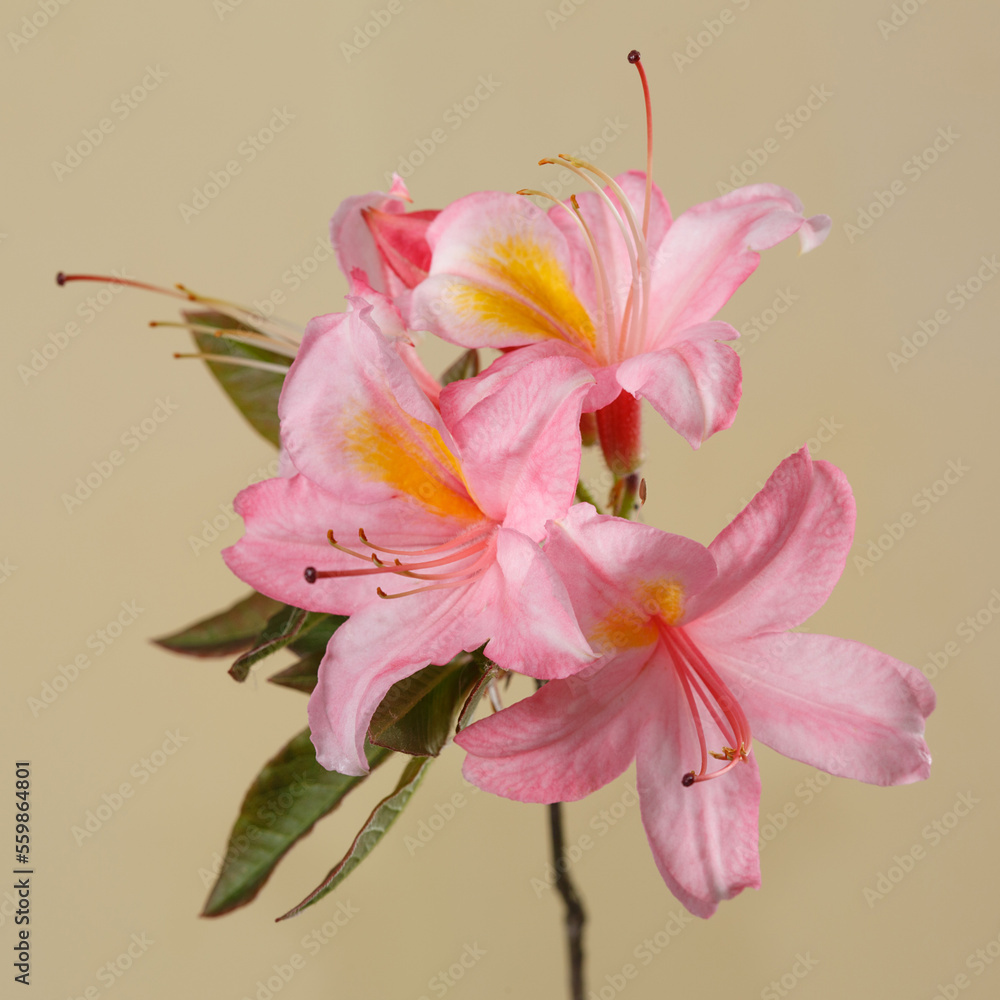 Pink rhododendron flower isolated on beige background.