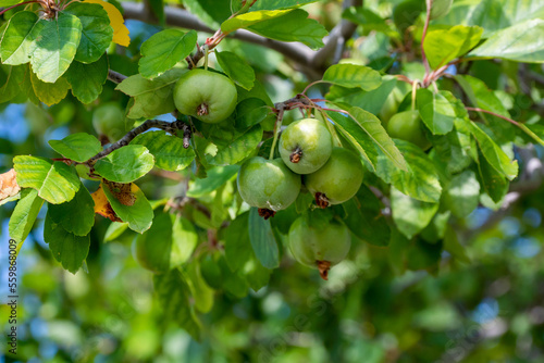 Crabapples Growing On The Tree In August