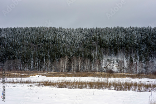 Picturesque winter forest in snow. Frosty day, calm winter scene.