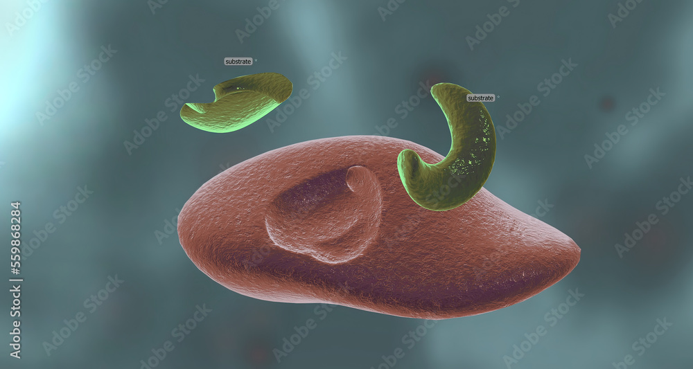 Enzymes are proteins that act as biological catalysts by accelerating