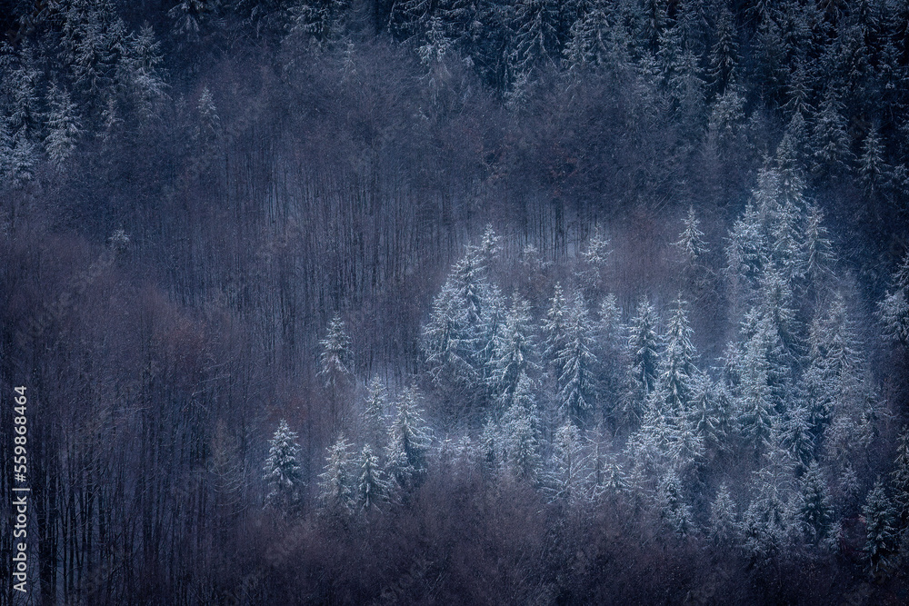 Mixed snowy forest