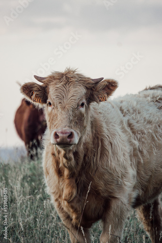 The Cows in Auvergne country