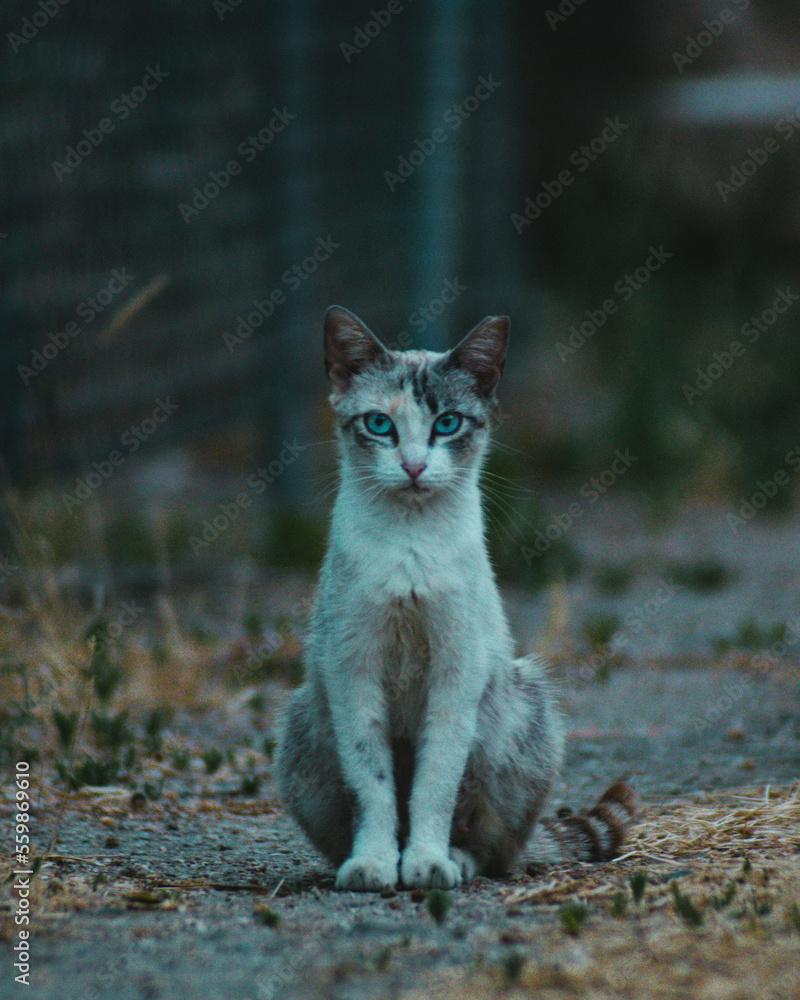 Obraz premium Retrato de gato