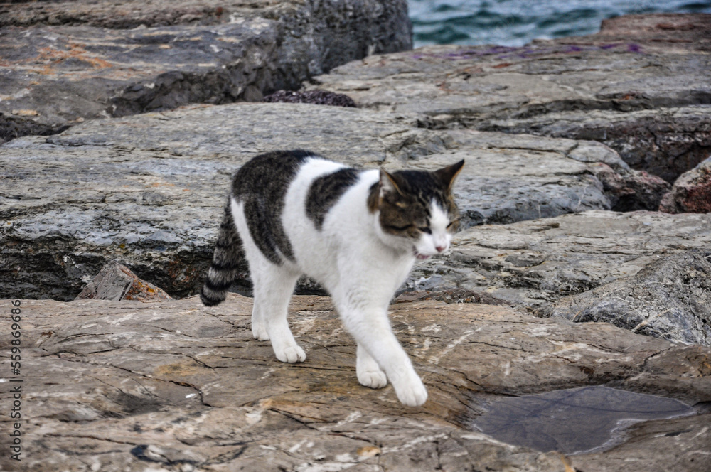 white cat on the beach white cat on the beach