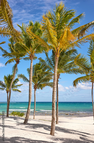 Beautiful Caribbean beach with coconut palm trees on a sunny day, Mexico.
