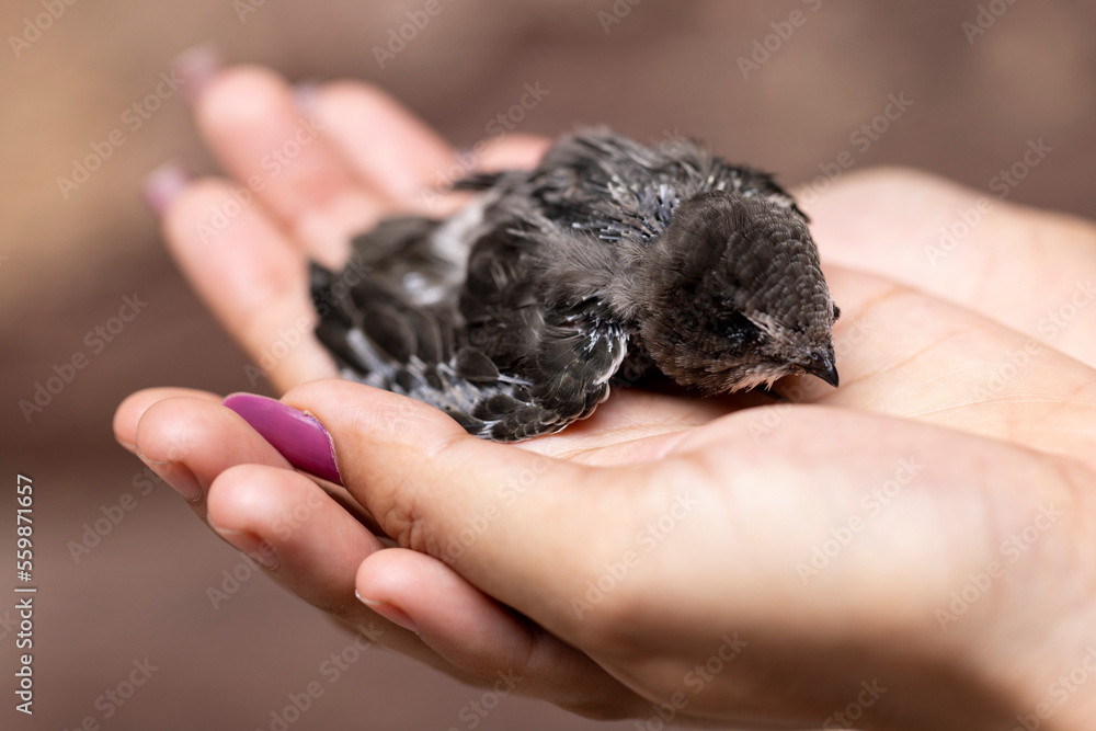 Helpless swift chick on the palm of the hand Helpless swift chick on the palm of the hand
