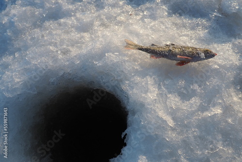 Frozen small perch on snow ice. Catch caught during winter fishing. River perch or common perch Perca fluviatilis is species of ray-finned fish of the genus of freshwater perches of the perch family photo